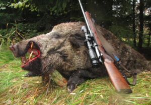 Wild Boar- Keiler 140 kg - 18 cm