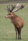 Red Stag 62 pointer - SCI 625